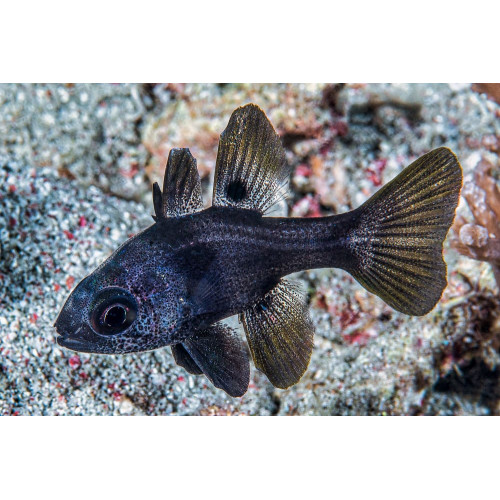 Black Cardinalfish (Apogonichthyoides Melas)