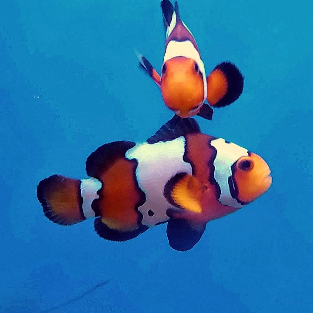 Black Ice Ocellaris Clown (Amphiprion Ocellaris) Captive Bred
