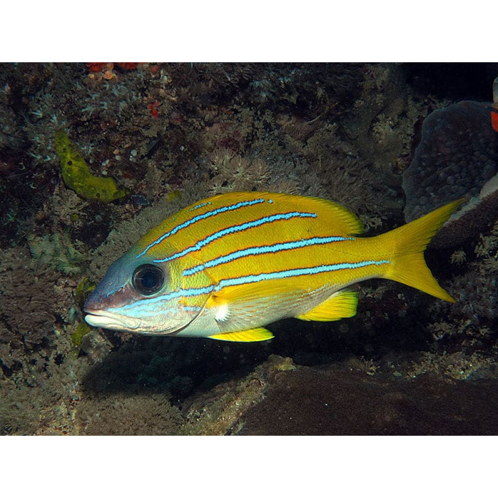 Blueline Snapper (Lutjanus Quinquelineatus)