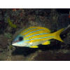 Blueline Snapper (Lutjanus Quinquelineatus)