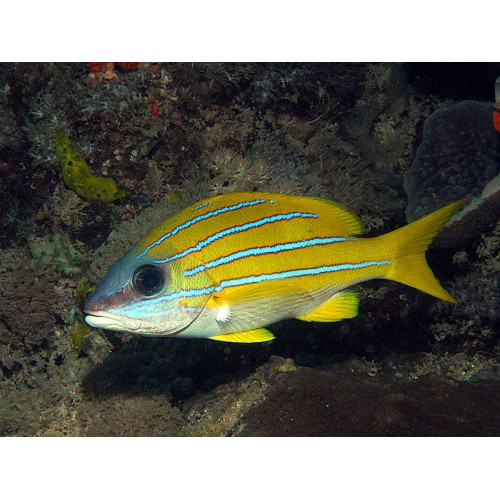 Blueline Snapper (Lutjanus Quinquelineatus)