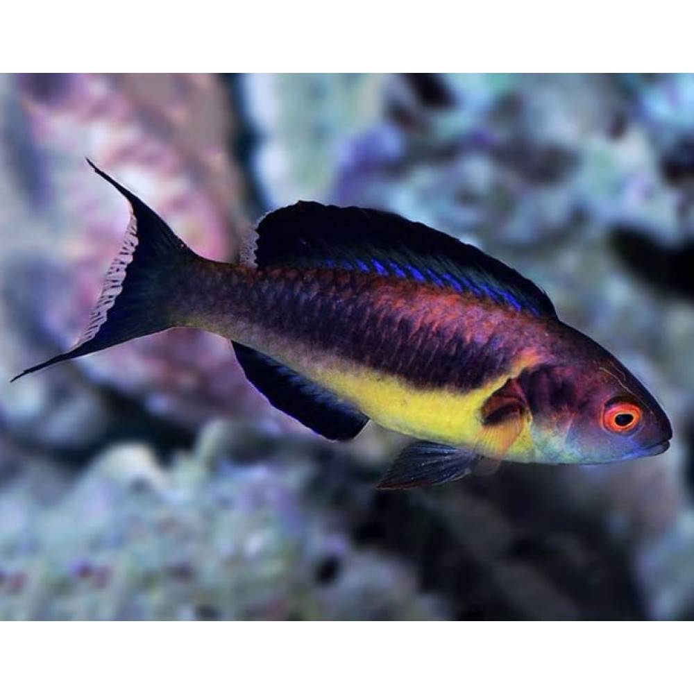 Brunneus Fairy Wrasse (Cirrhilabrus Brunneus) Male