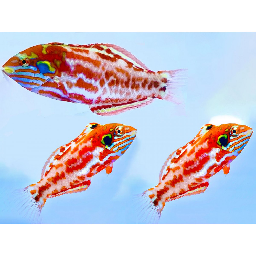 Choati Wrasse (Macropharyngodon choati)