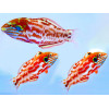 Choati Wrasse (Macropharyngodon choati)