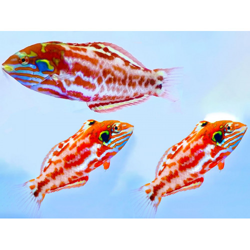 Choati Wrasse (Macropharyngodon choati)