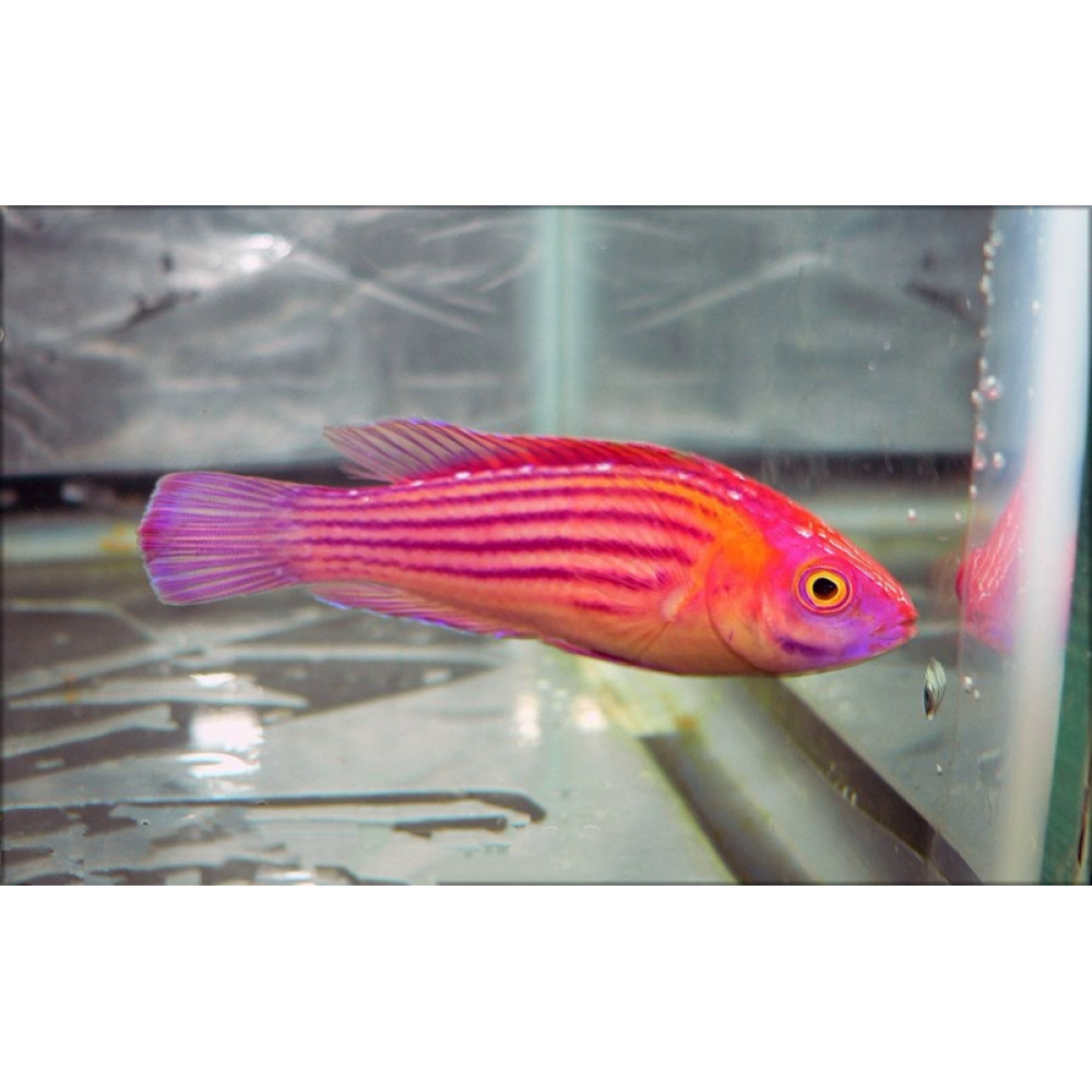 Earles Fairy Wrasse (Cirrhilabrus Earlei)  Female