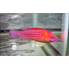 Earles Fairy Wrasse (Cirrhilabrus Earlei)  Female