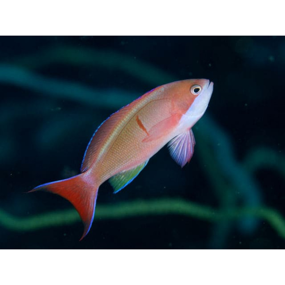 Coopers Anthias (Pseudanthias Cooperi) Female