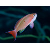Coopers Anthias (Pseudanthias Cooperi) Female