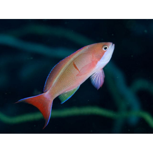 Coopers Anthias (Pseudanthias Cooperi) Female