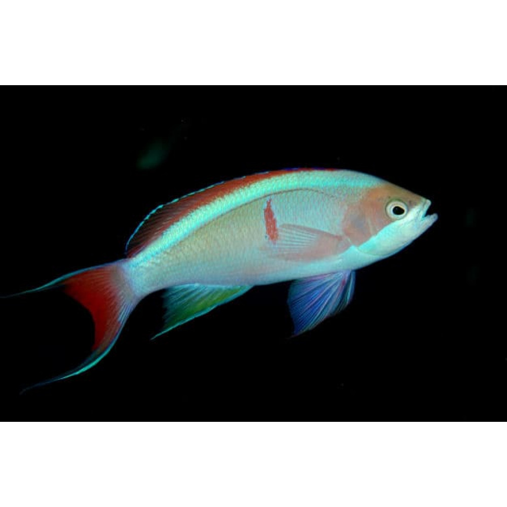 Coopers Anthias (Pseudanthias Cooperi) Male