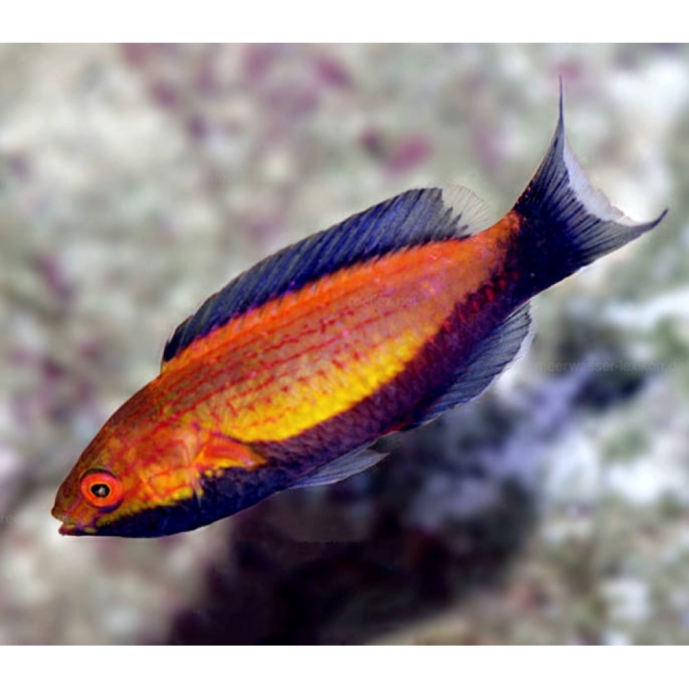 Crescent Fairy Wrasse (Cirrhilabrus Lunatus) Male
