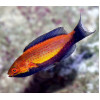 Crescent Fairy Wrasse (Cirrhilabrus Lunatus) Male
