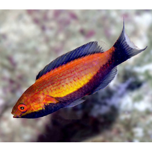 Crescent Fairy Wrasse (Cirrhilabrus Lunatus) Male