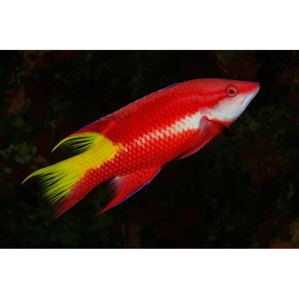 Cuban Hogfish (Bodianus Pulchellus)