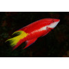 Cuban Hogfish (Bodianus Pulchellus)