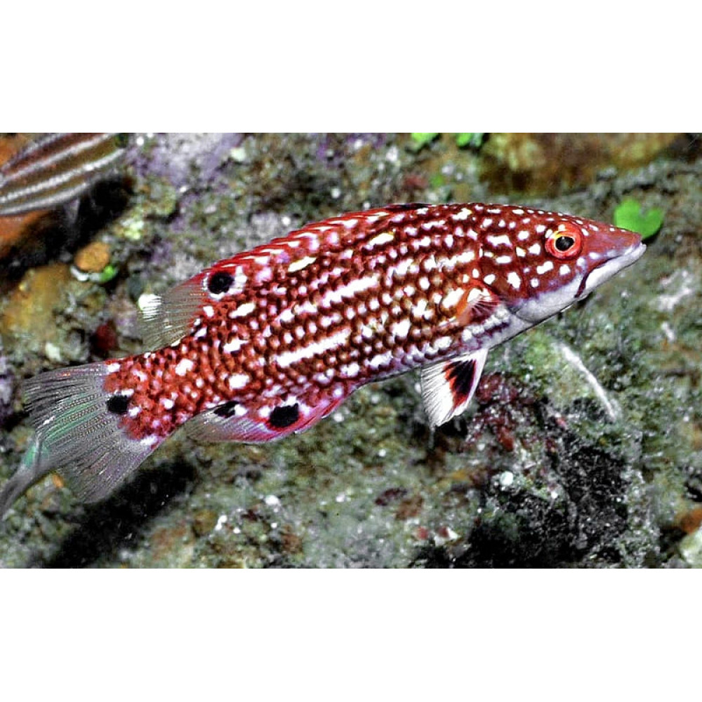 Diana's Hogfish (Bodianus Diana)