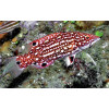 Diana's Hogfish (Bodianus Diana)