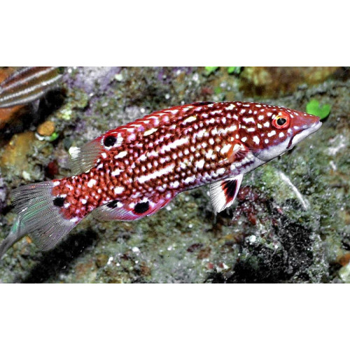 Diana's Hogfish (Bodianus Diana)