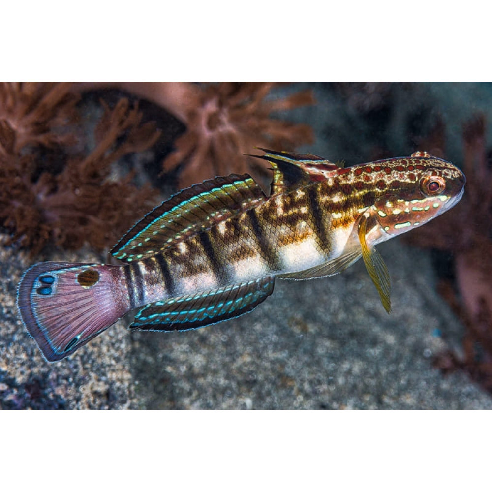 Dragon Goby (Amblygobius Phaleana)