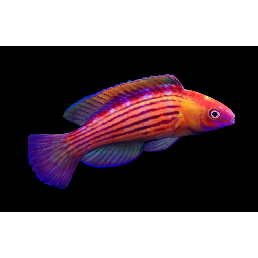 Earles Fairy Wrasse (Cirrhilabrus Earlei) Male
