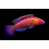 Earles Fairy Wrasse (Cirrhilabrus Earlei) Male
