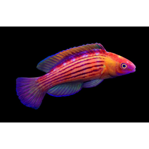 Earles Fairy Wrasse (Cirrhilabrus Earlei) Male