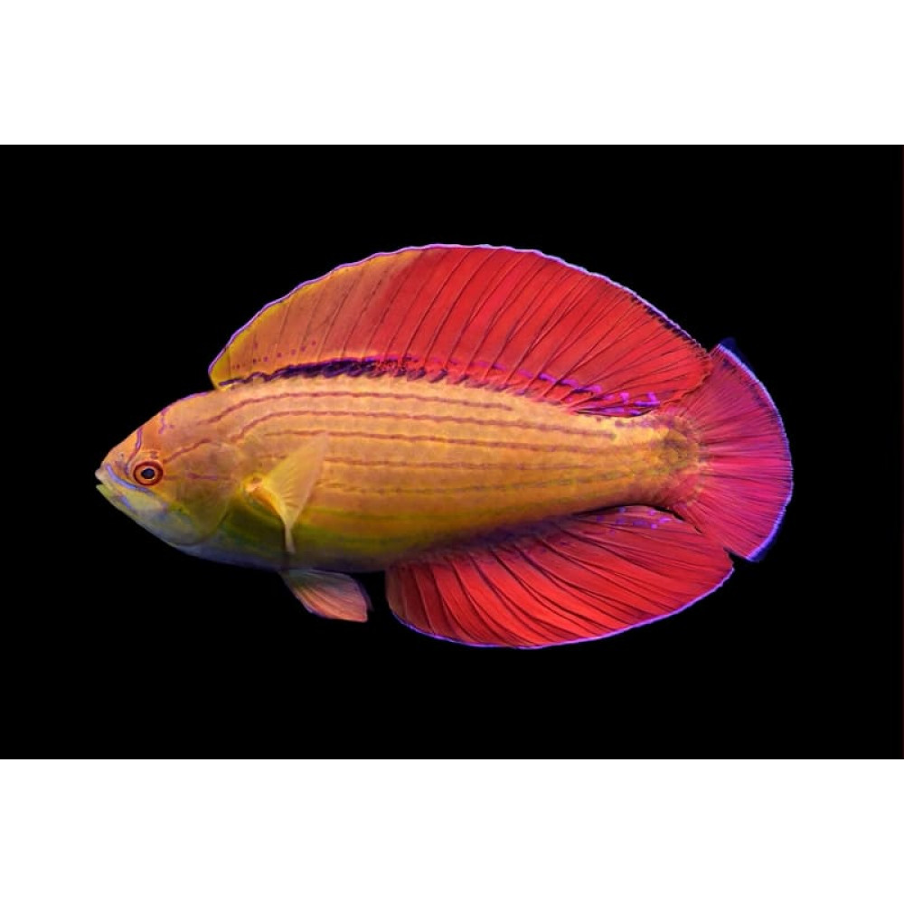 Eight Line Flasher Wrasse (Paracheilinus Octotaenia)