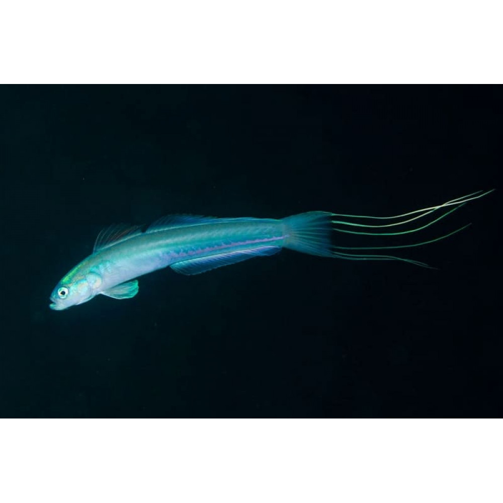 Filamented Gudgeon Goby (Ptereleotris Hanae)