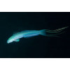 Filamented Gudgeon Goby (Ptereleotris Hanae)