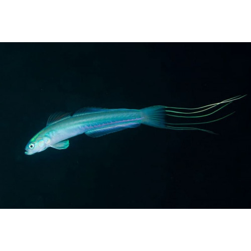 Filamented Gudgeon Goby (Ptereleotris Hanae)