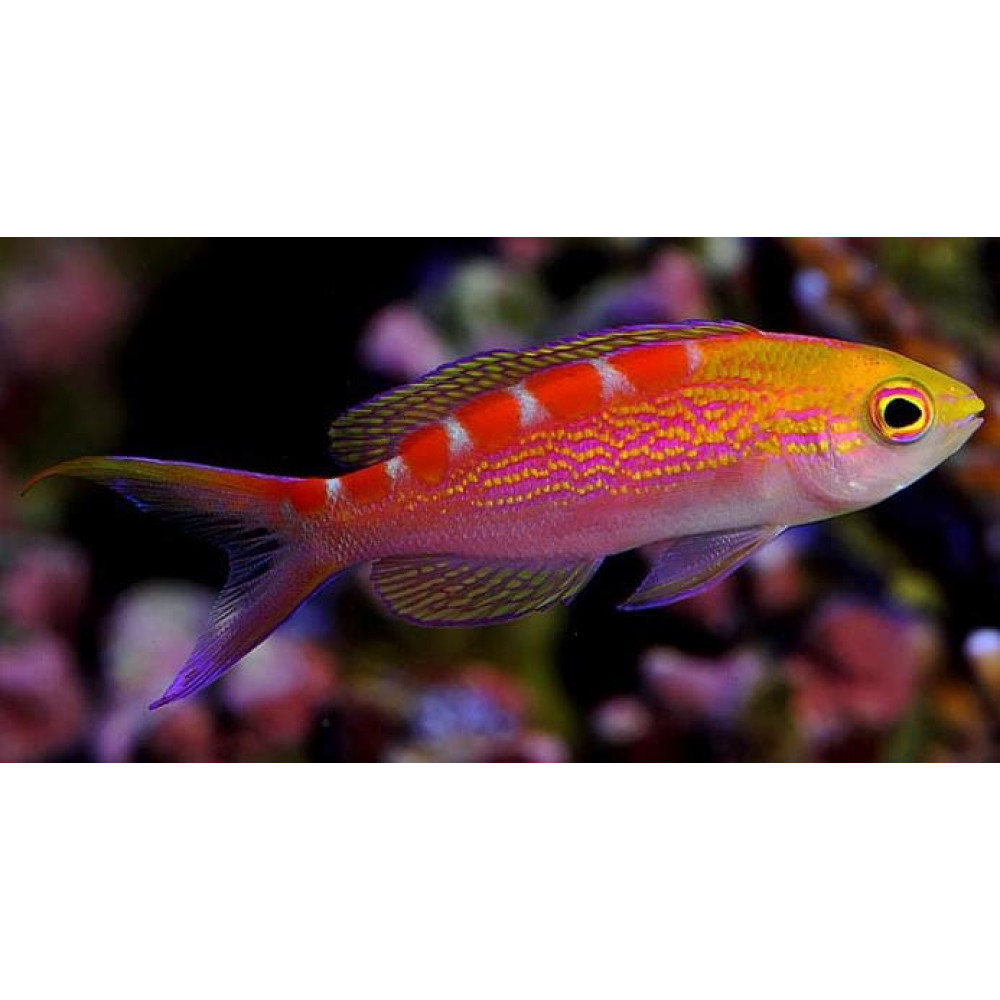 Flavoguttatus Anthias (Pseudanthias Flavoguttatus)