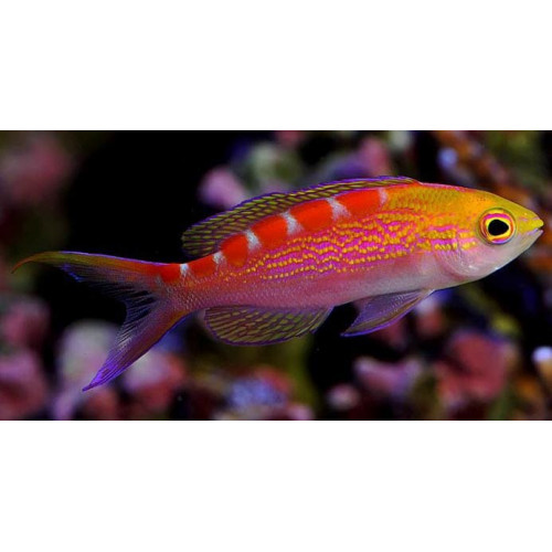 Flavoguttatus Anthias (Pseudanthias Flavoguttatus)