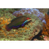 Four Line Wrasse (Pseudocheilinus tetrataenia)