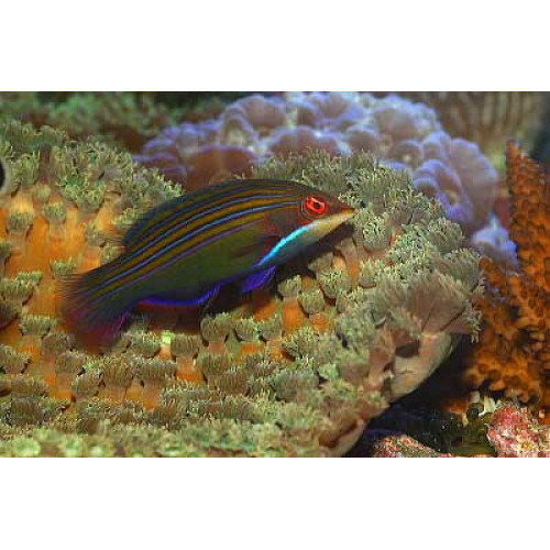 Four Line Wrasse (Pseudocheilinus tetrataenia)