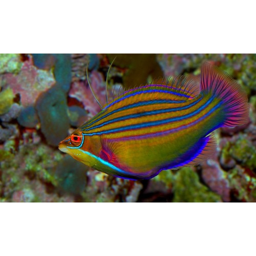 Four Line Wrasse (Pseudocheilinus tetrataenia) 
