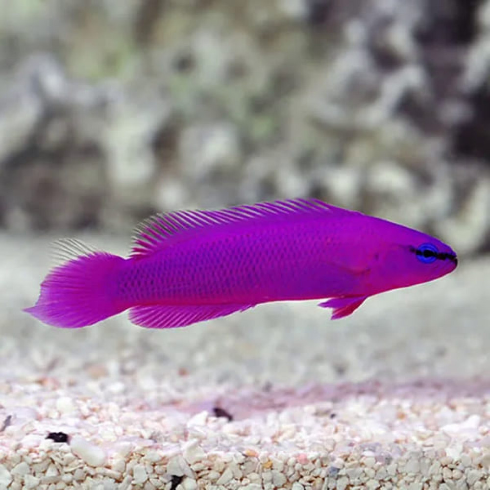 Fridmani Orchid (Pseudochromis Fridmani)