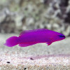 Fridmani Orchid (Pseudochromis Fridmani)