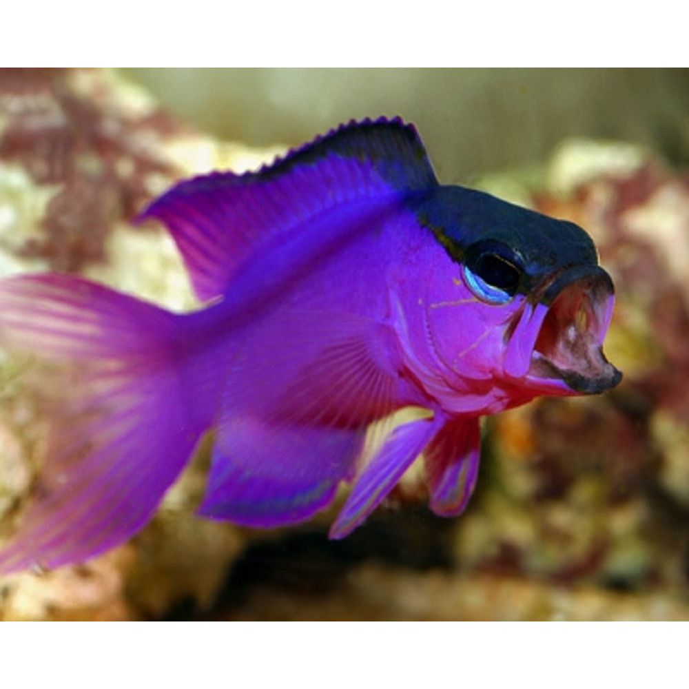 Blackcap Basslet (Gramma Melacara)