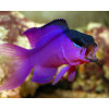 Blackcap Basslet (Gramma Melacara)
