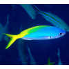 Fusilier (Caesio sp)