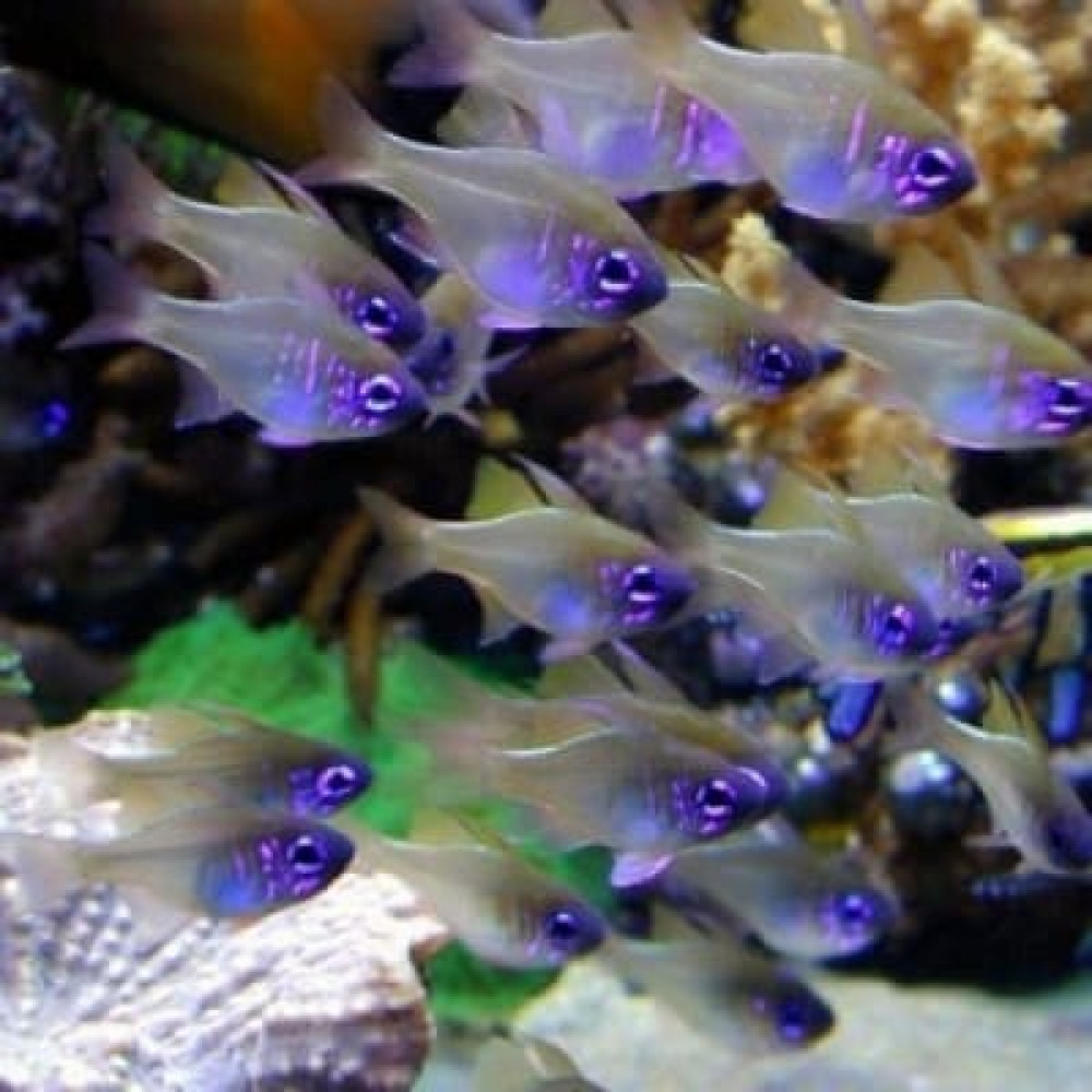 Glass Cardinal Fish (Zoramia Leptacantha)