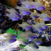Glass Cardinal Fish (Zoramia Leptacantha)