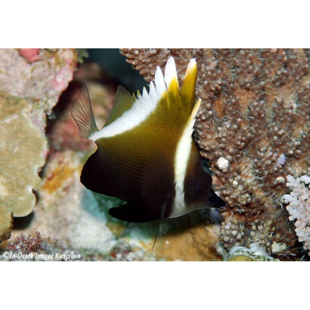 Horned Heniochus (Heniochus Varius)