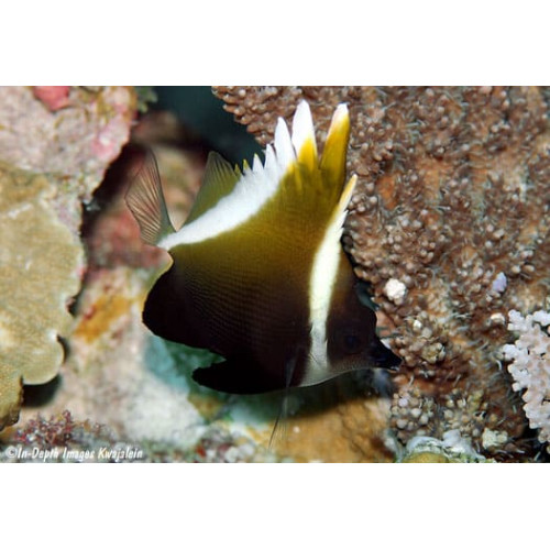Horned Heniochus (Heniochus Varius)