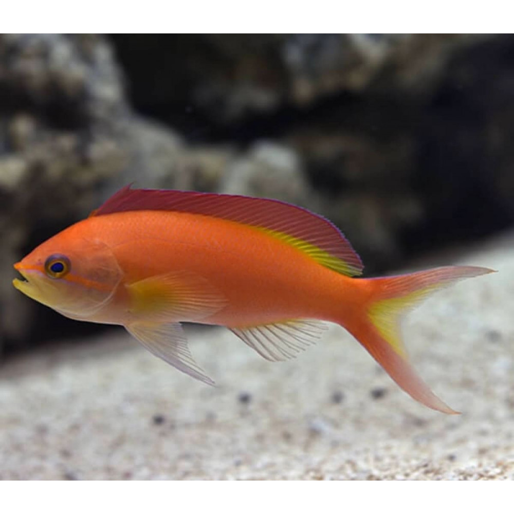 Ignitus Anthias (Pseudanthias Ignitus) Female
