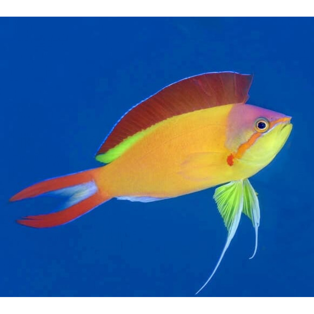Ignitus Anthias (Pseudanthias Ignitus) Male