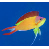 Ignitus Anthias (Pseudanthias Ignitus) Male