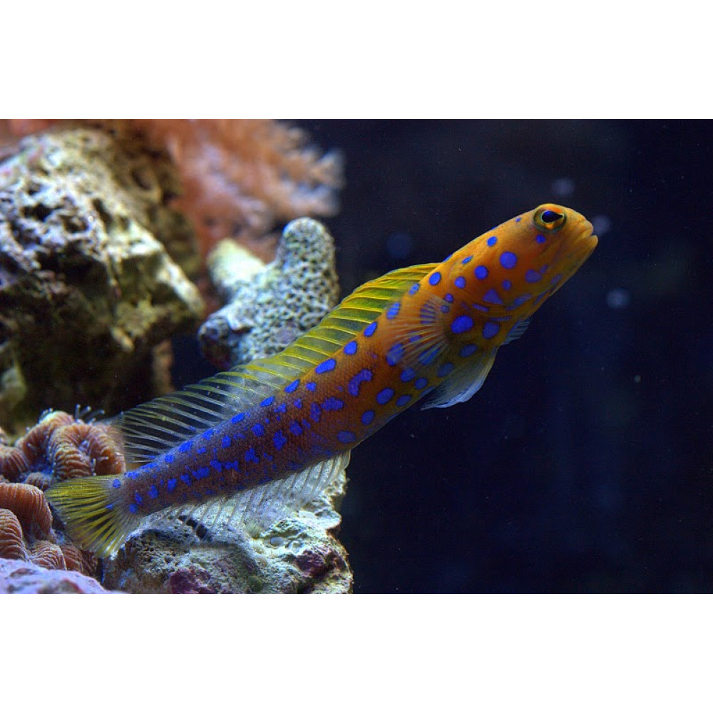 Jawfish, Blue Dot (Opistognathus Rosenblatti)