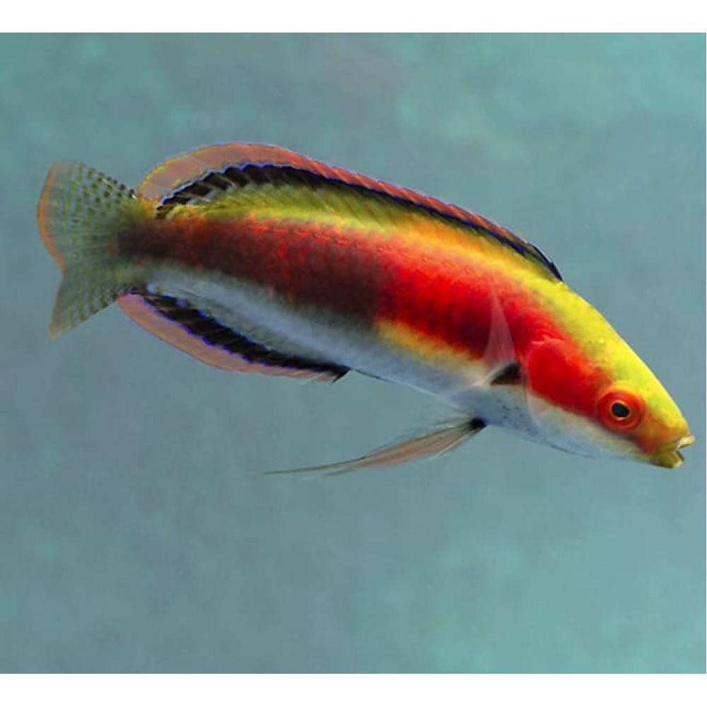 Katherine's Fairy Wrasse (Cirrhilabrus Katherinae) Male